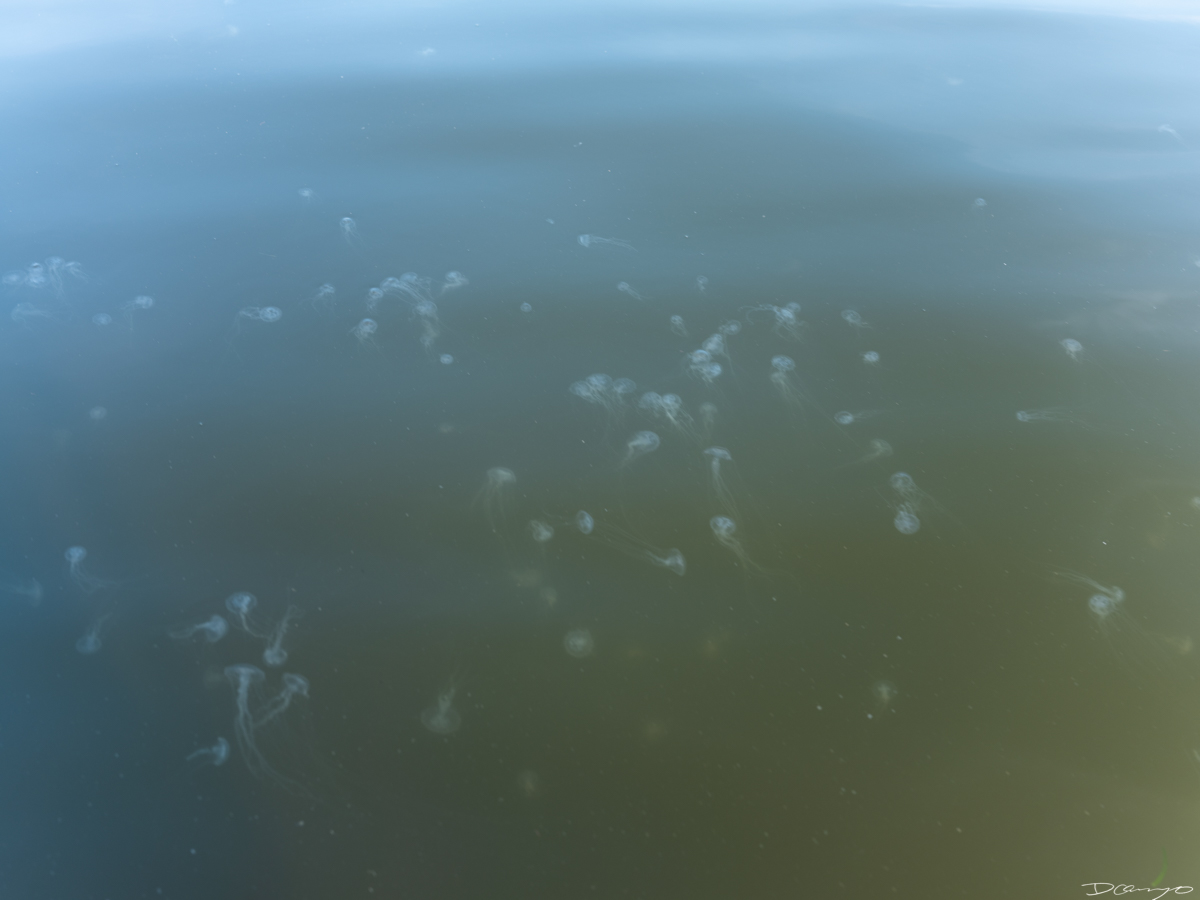 Jellyfish in Easton Maryland in August of 2023.